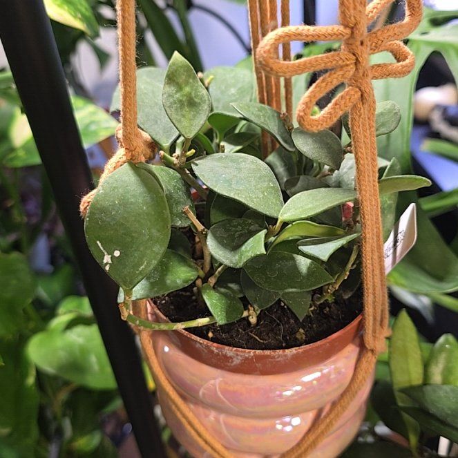 Photo of the plant species Hoya by @HotPileamojito named Taylor Swift on Greg, the plant care app