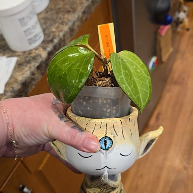 Photo of the plant species Hoya 'Dinner Plate' by @HotPileamojito named Remington on Greg, the plant care app
