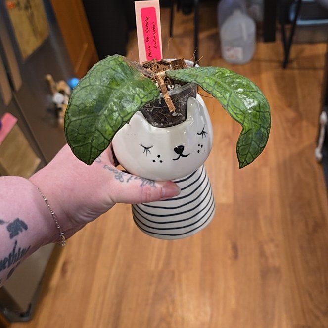 Photo of the plant species Hoya kalimantan by @HotPileamojito named Lebron on Greg, the plant care app