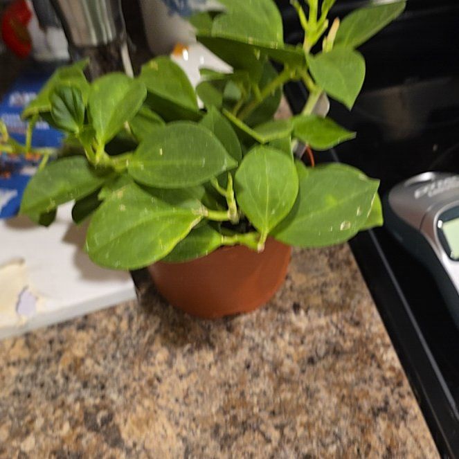 Photo of the plant species hoya pachycleda by @HotPileamojito named Gregarious on Greg, the plant care app