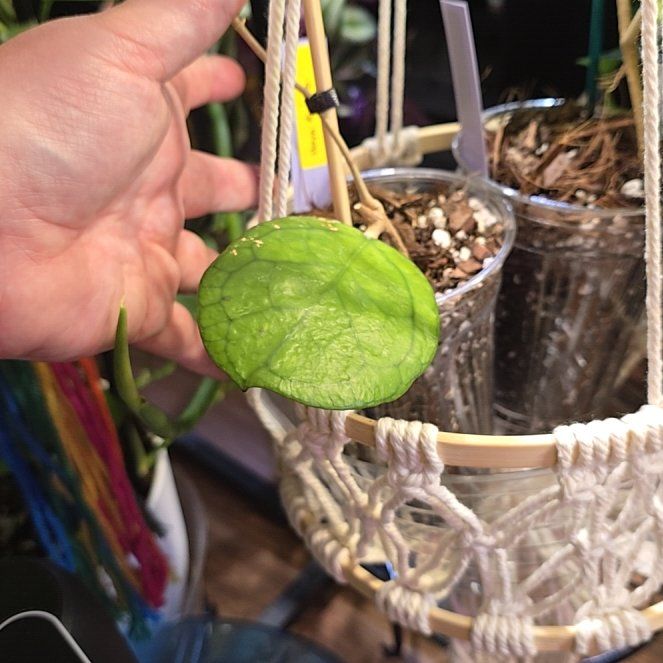 Photo of the plant species Hoya Deykeae by @HotPileamojito named Rosa on Greg, the plant care app