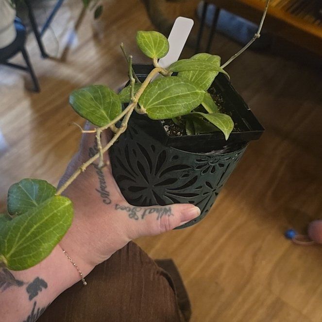 Photo of the plant species Hoya fitchii by @HotPileamojito named Sherlock on Greg, the plant care app