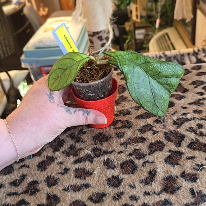 Photo of the plant species Hoya hainanensis by @HotPileamojito named Ulysses S Plant on Greg, the plant care app