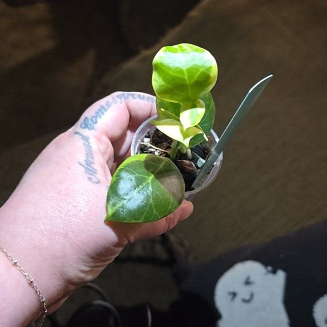 Photo of the plant species Hoya obscura by @HotPileamojito named Willow on Greg, the plant care app