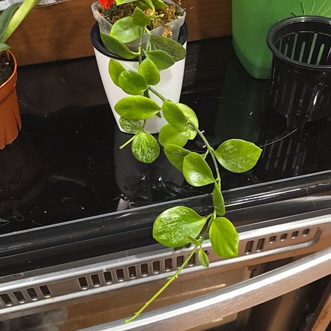 Photo of the plant species Hoya 'Biakensis Splash' by @HotPileamojito named Figyonce on Greg, the plant care app
