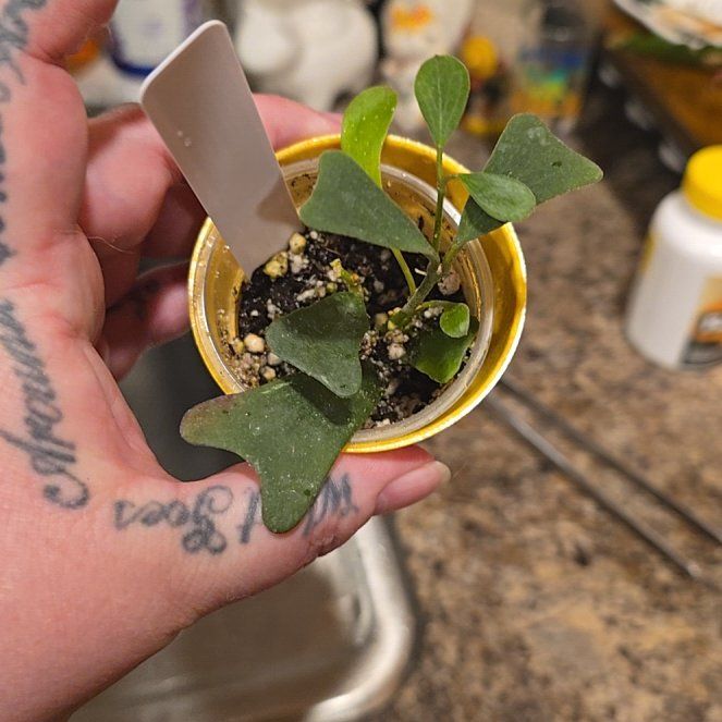 Photo of the plant species Hoya Manipurensis by @HotPileamojito named Gomez on Greg, the plant care app