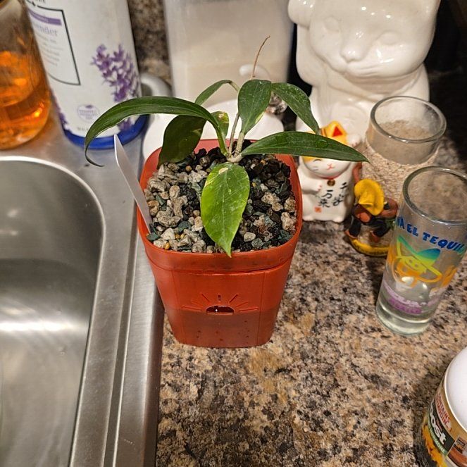 Photo of the plant species Hoya merilli by @HotPileamojito named Delilah on Greg, the plant care app
