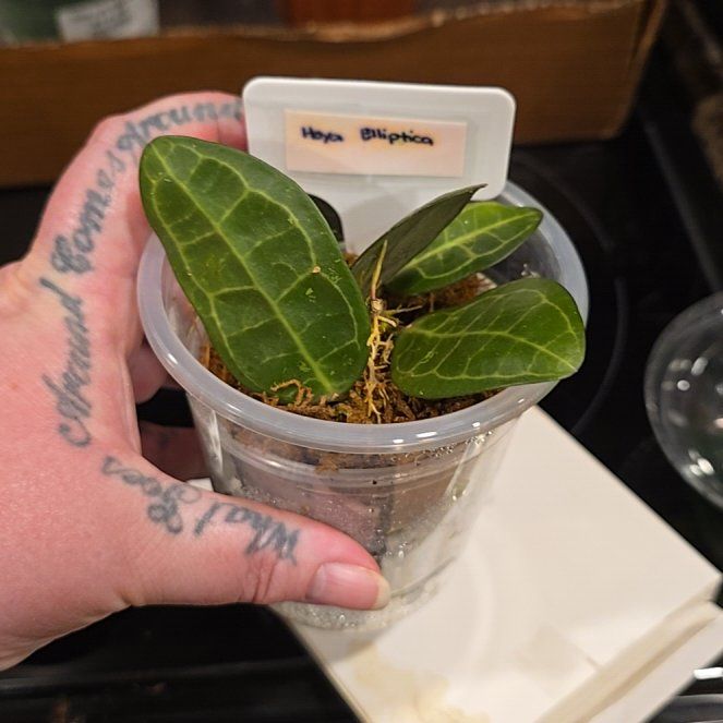Photo of the plant species Hoya elliptica by @HotPileamojito named Michelle Branch on Greg, the plant care app