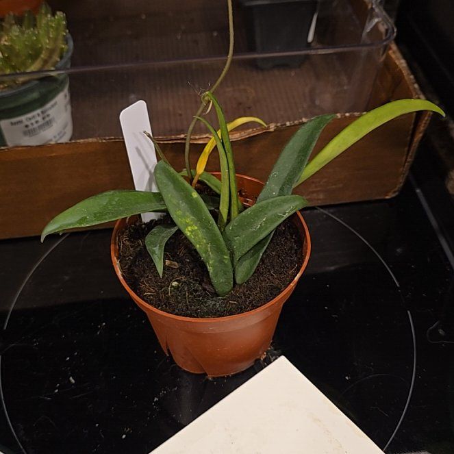 Photo of the plant species Hoya Minibelle by @HotPileamojito named Gobi on Greg, the plant care app