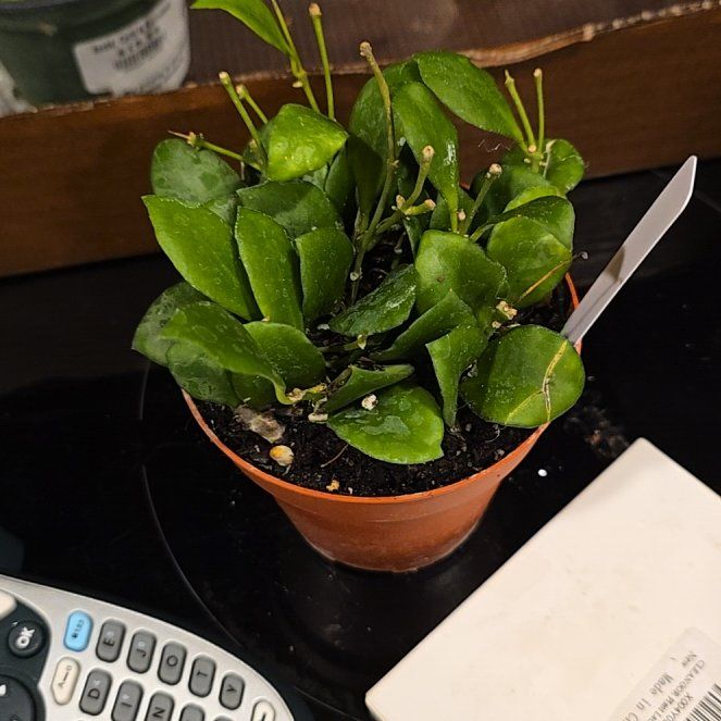 Photo of the plant species Hoya heuschkeliana by @HotPileamojito named Baesil on Greg, the plant care app