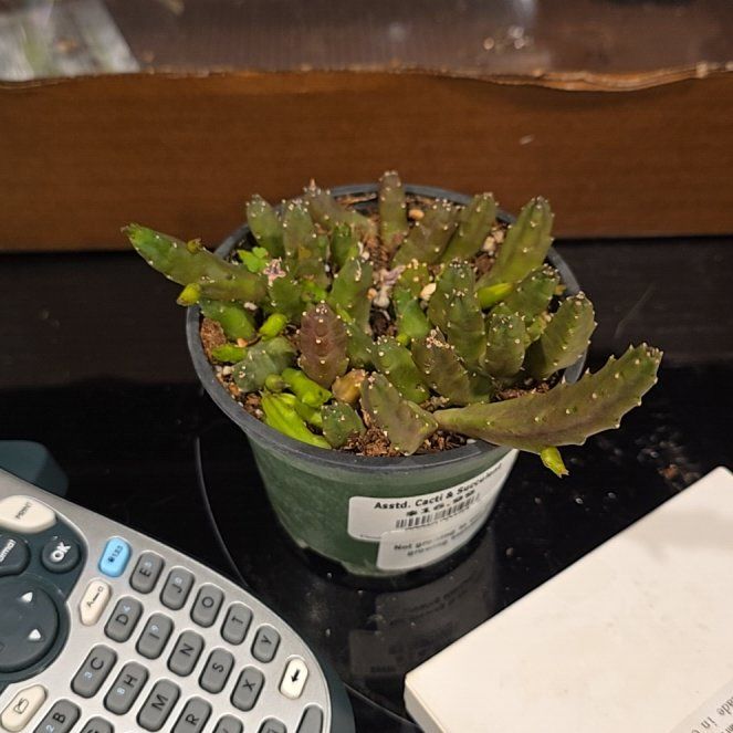Photo of the plant species Carrion Flower by @HotPileamojito named Mochi on Greg, the plant care app