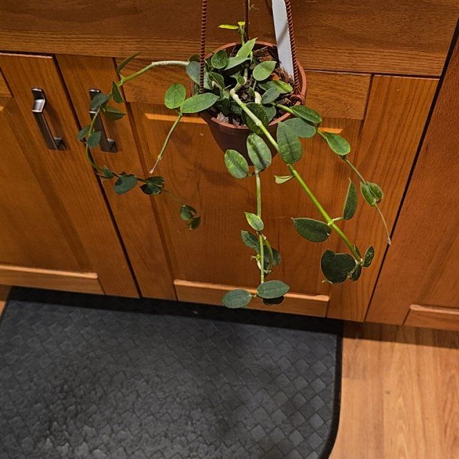 Photo of the plant species Hoya lithophytica by @HotPileamojito named Eva on Greg, the plant care app