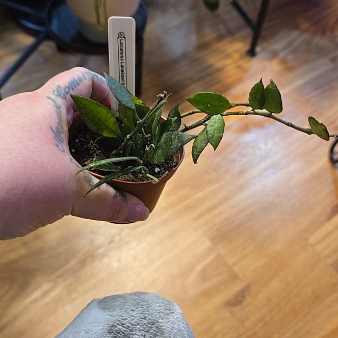 Photo of the plant species Royal Splash Hoya Lacunosa by @HotPileamojito named Leonardo on Greg, the plant care app