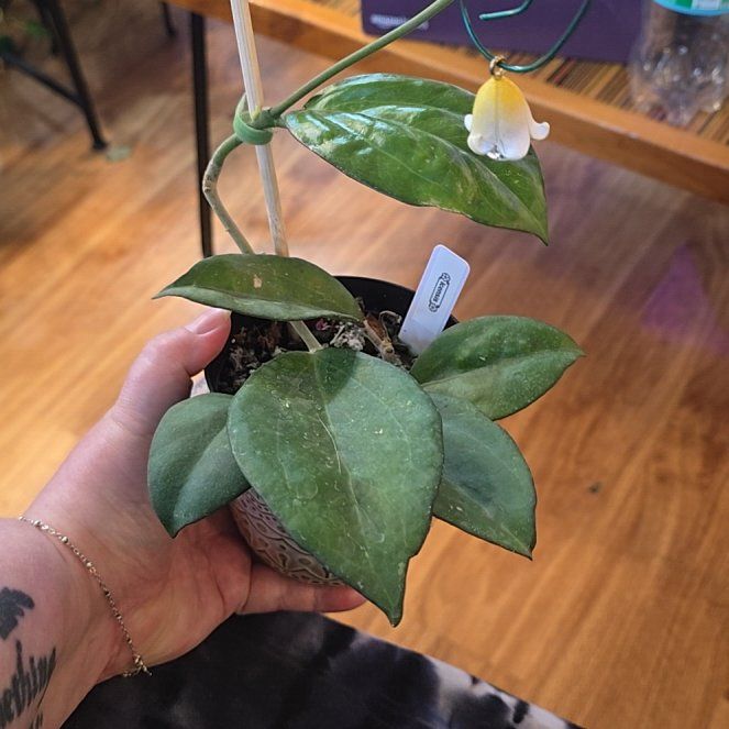 Photo of the plant species Hoya patcharawalai023 by @HotPileamojito named Diana on Greg, the plant care app