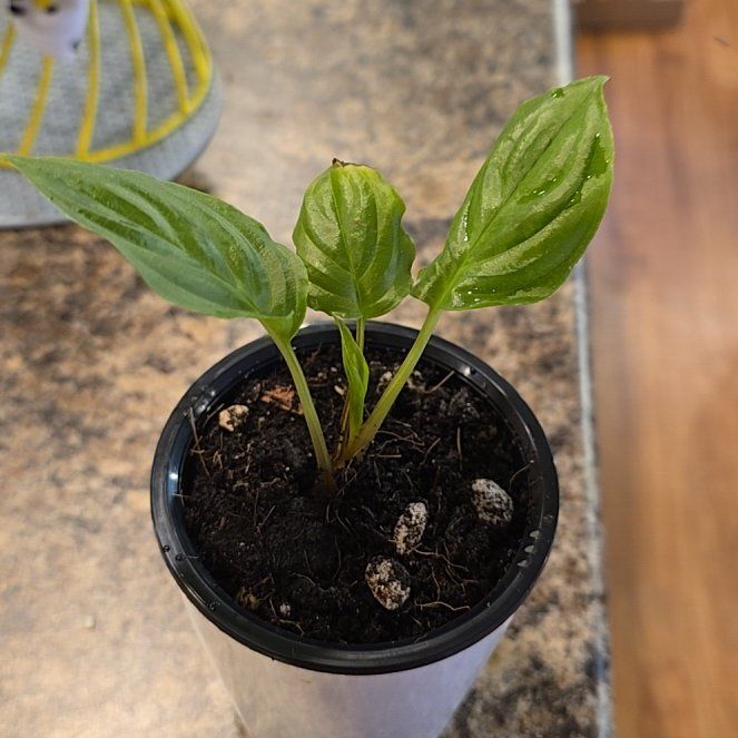 Photo of the plant species Black Bat Flower by @HotPileamojito named Bigleef Smalls on Greg, the plant care app