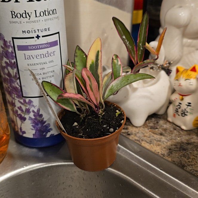 Photo of the plant species Hoya Wayetti by @HotPileamojito named Messi on Greg, the plant care app