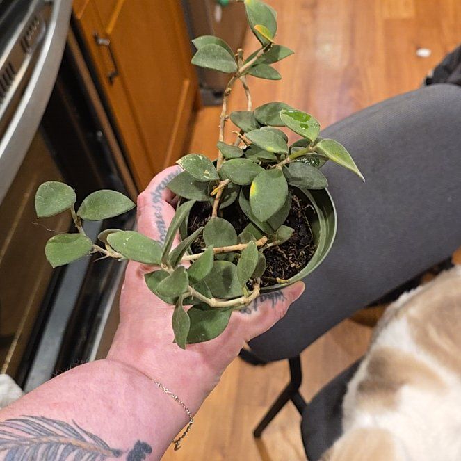 Photo of the plant species Hoya nummularioides by @HotPileamojito named Naomi on Greg, the plant care app