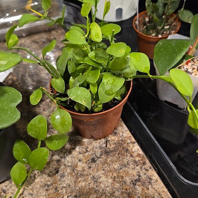Photo of the plant species Dischidia imbricata by @HotPileamojito named Wall-E on Greg, the plant care app