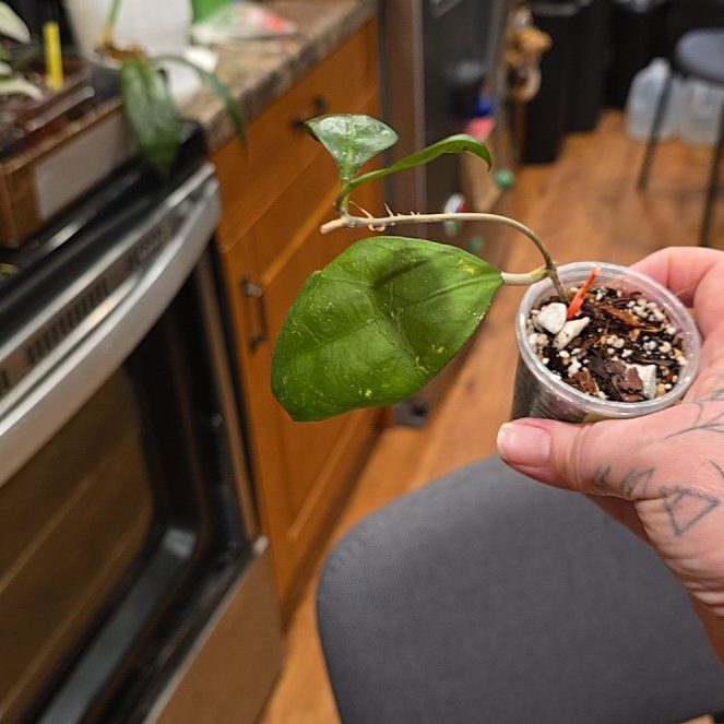 Photo of the plant species Hoya erythrina by @HotPileamojito named Daphne on Greg, the plant care app