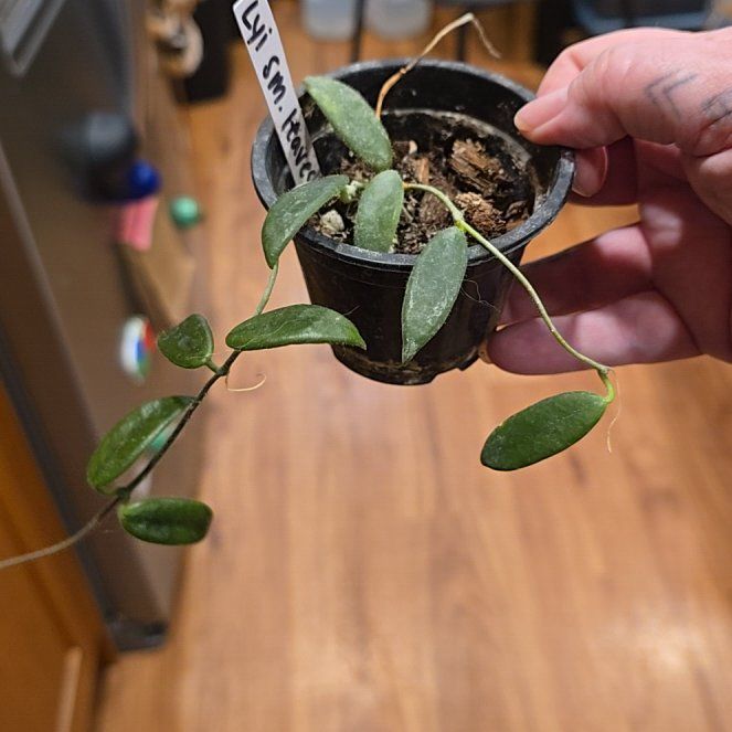Photo of the plant species Hoya lyi by @HotPileamojito named Bieber on Greg, the plant care app