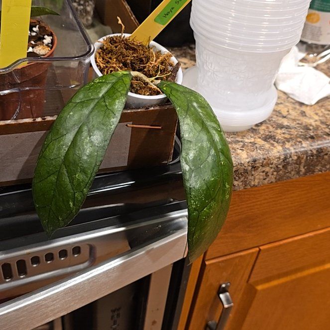 Photo of the plant species Hoya globulosa by @HotPileamojito named Kendall on Greg, the plant care app