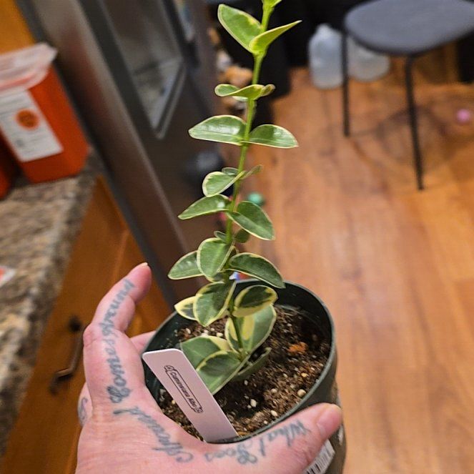 Photo of the plant species Bush Hoya by @HotPileamojito named Taylor Swift on Greg, the plant care app