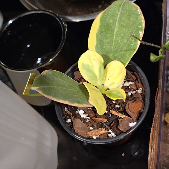 Photo of the plant species Variegated Hoya Pachycleda by @HotPileamojito named Zeus on Greg, the plant care app