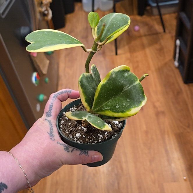Photo of the plant species Sweetheart plant by @HotPileamojito named McKinley on Greg, the plant care app