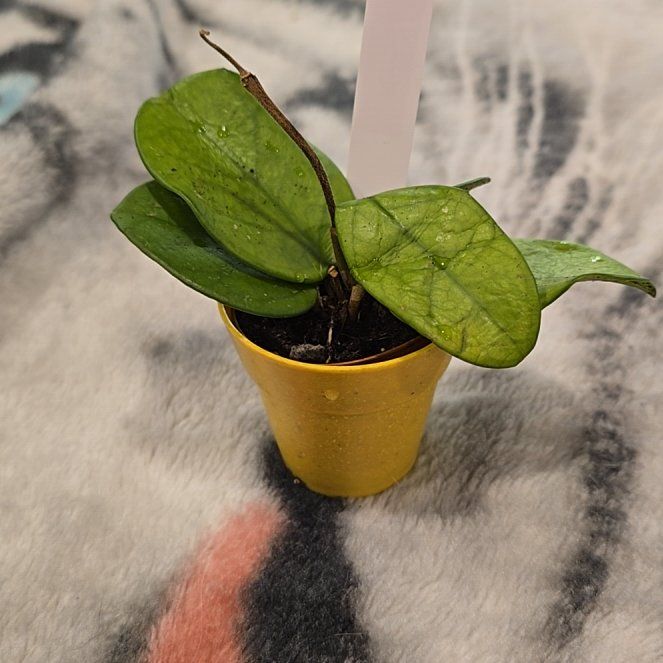 Photo of the plant species Porcelain Flower by @HotPileamojito named Achilles on Greg, the plant care app