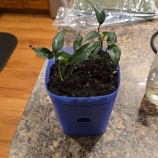 Photo of the plant species Baltic Blue Pothos by @HotPileamojito named Foxxy on Greg, the plant care app
