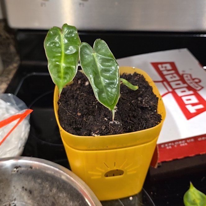 Photo of the plant species Philodendron 'Black Billietae' by @HotPileamojito named Naomi on Greg, the plant care app