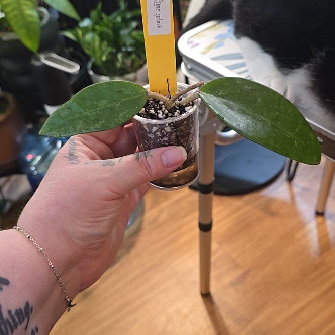 Photo of the plant species Hoya verticillata by @HotPileamojito named Nemo on Greg, the plant care app