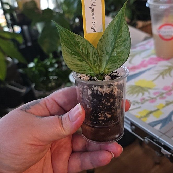 Photo of the plant species Broget Hoya by @HotPileamojito named Nemo on Greg, the plant care app