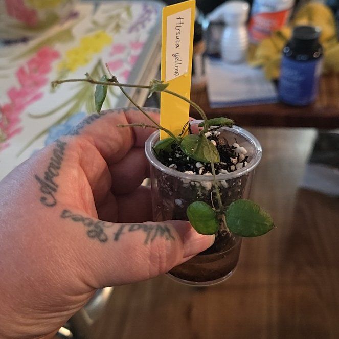 Photo of the plant species Dischidia imbricata by @HotPileamojito named Austen on Greg, the plant care app