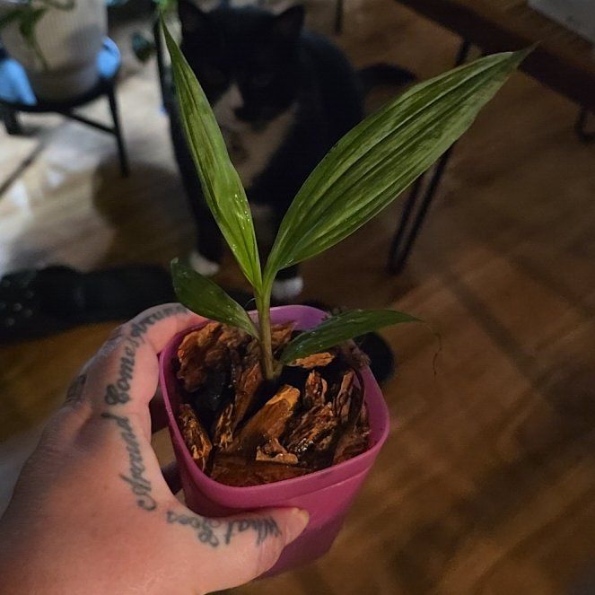 Photo of the plant species Mellow Yellow Orchid by @HotPileamojito named Osmo on Greg, the plant care app