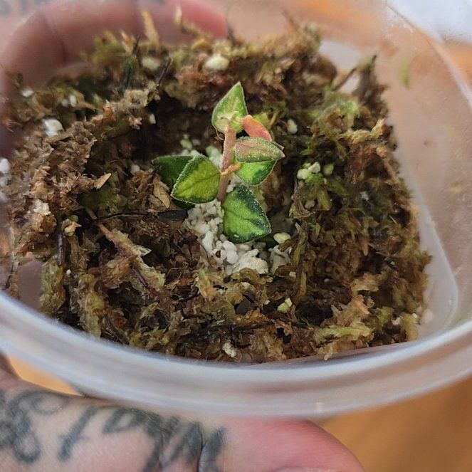 Photo of the plant species Hoya Chinghungensis by @HotPileamojito named Sproutacus on Greg, the plant care app