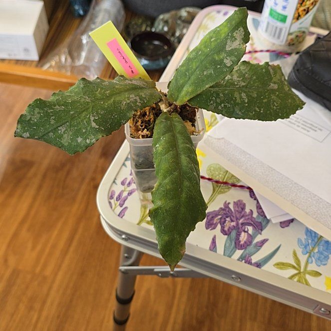 Photo of the plant species Hoya undulata by @HotPileamojito named da Vinci on Greg, the plant care app