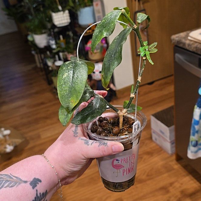 Photo of the plant species Hoya lobbii by @HotPileamojito named Delilah on Greg, the plant care app