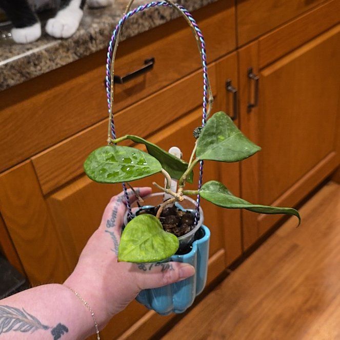 Photo of the plant species Hoya nervosa by @HotPileamojito named Rosa on Greg, the plant care app