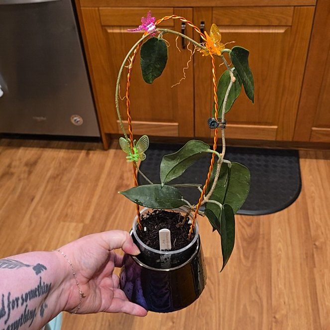 Photo of the plant species Hoya Archboldiana by @HotPileamojito named Queen on Greg, the plant care app
