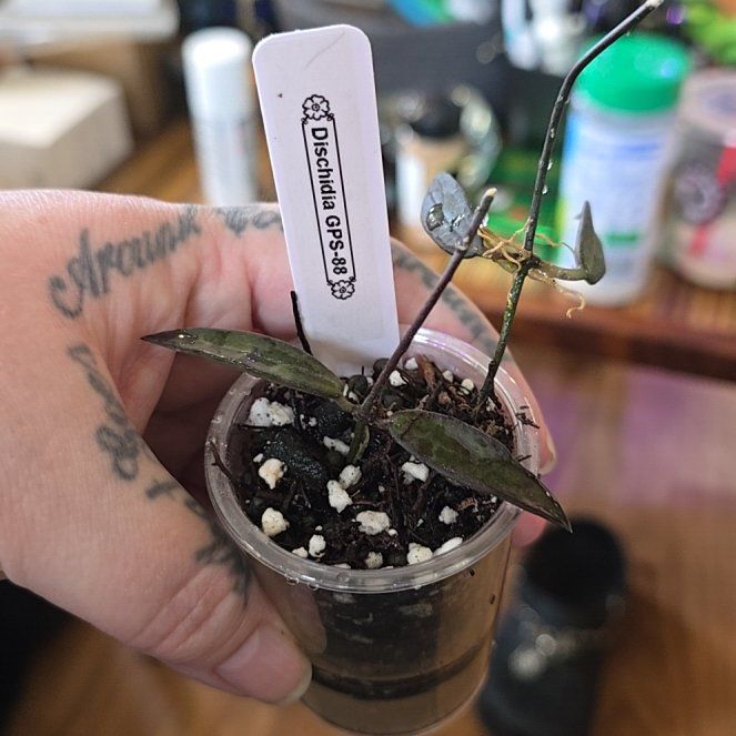 Photo of the plant species Dischidia oinatha by @HotPileamojito named Beckham on Greg, the plant care app