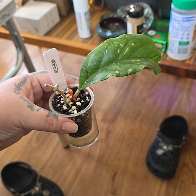 Photo of the plant species Hoya Viola by @HotPileamojito named Bella on Greg, the plant care app