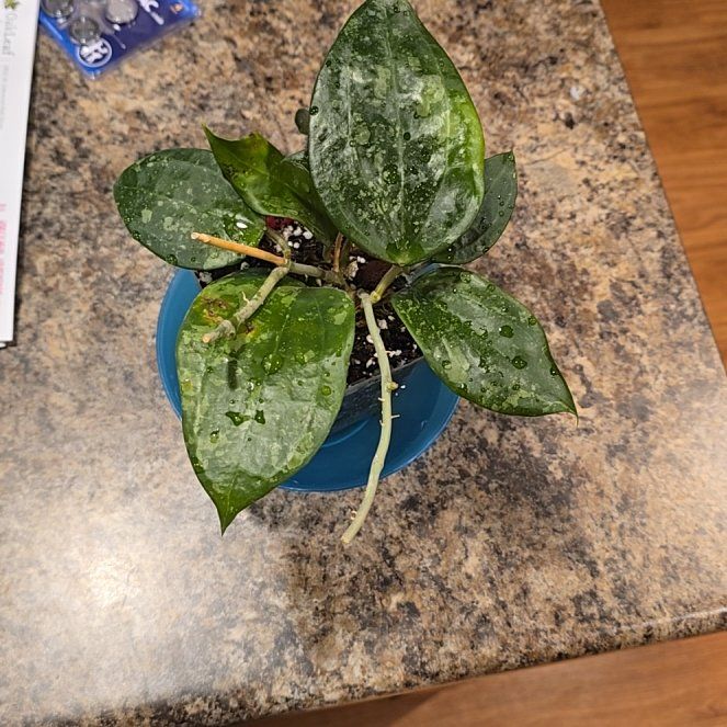 Photo of the plant species Hoya macrophylla by @HotPileamojito named Mochi on Greg, the plant care app