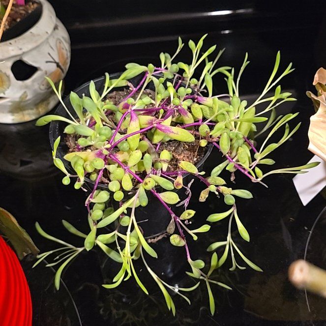 Photo of the plant species Ruby Necklace Plant by @HotPileamojito named Athena on Greg, the plant care app