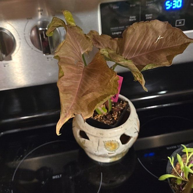 Photo of the plant species Syngonium Pink Rolli by @HotPileamojito named Apollo on Greg, the plant care app