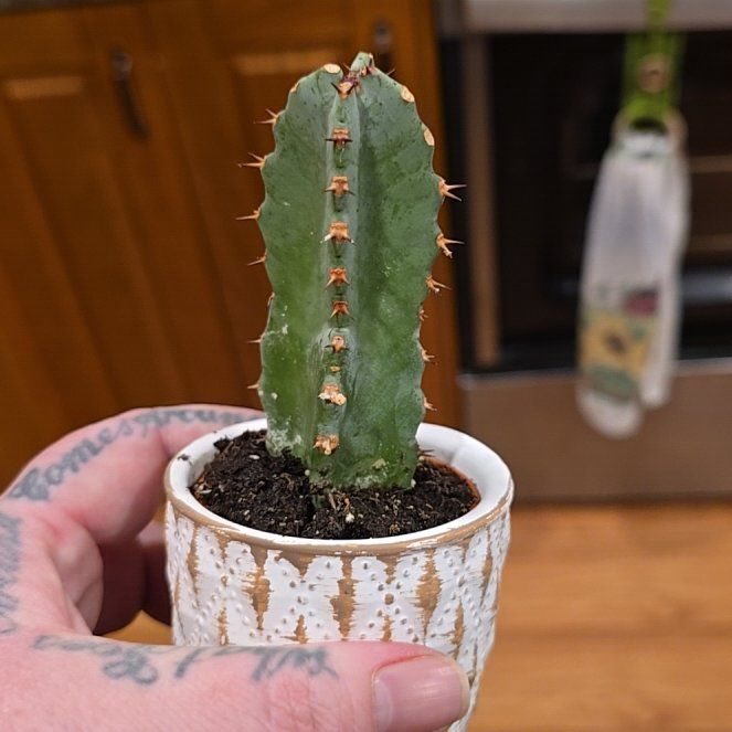 Photo of the plant species Euphorbia restituta by @HotPileamojito named Fernie Saunders on Greg, the plant care app