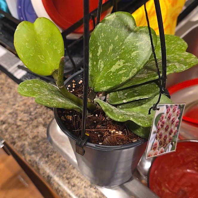 Photo of the plant species Splash Sweetheart Hoya by @HotPileamojito named Gomez on Greg, the plant care app