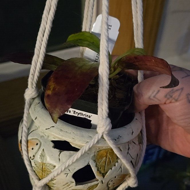 Photo of the plant species Hoya erythrina by @HotPileamojito named Lola on Greg, the plant care app