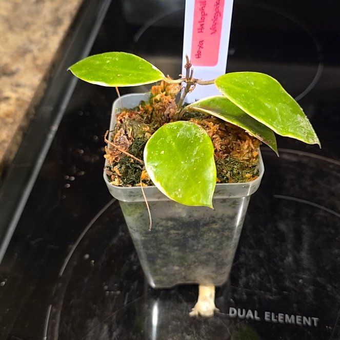 Photo of the plant species Hoya halophila by @HotPileamojito named Kendall on Greg, the plant care app