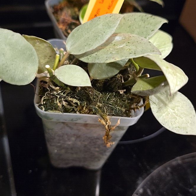 Photo of the plant species Hoya Lacunosa Silver by @HotPileamojito named Zeus on Greg, the plant care app